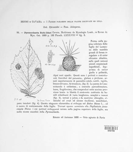 Pyrenochaeta image